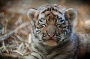 Tigercub